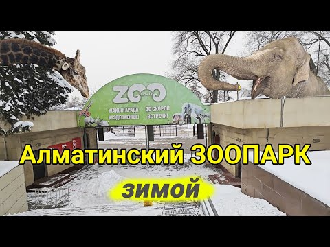 Видео: Алматинский зоопарк зимой - Удивительный зимний Алматинский зоопарк