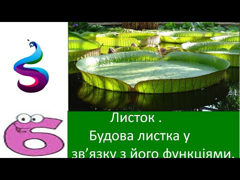 Видео: Листок . Будова листка у зв’язку з його функціями.