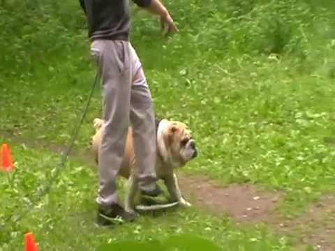 Видео: Английский Бульдог Алан. КНД