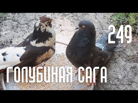 Видео: Кто на кормушке главный? (Голубиная сага) Серия 249