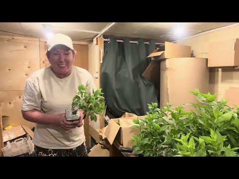 Видео: Упаковываю посылки с гортензиями. Как выглядят саженцы.