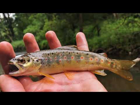 Видео: Река Красная!!! Калининградская область!!! Форель и хариус в активе!!!