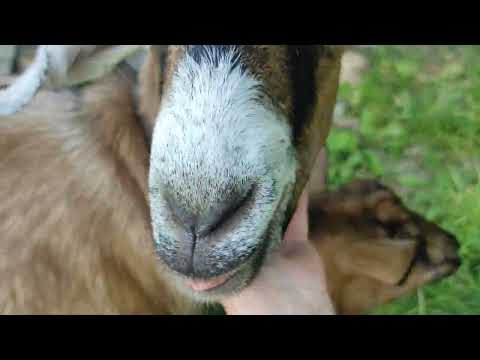 Видео: Козьи капризы