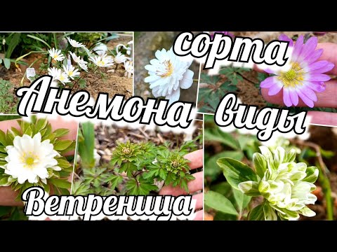 Видео: Анемоны /Ветреницы / Самые нежные, яркие и красивые виды и сорта!