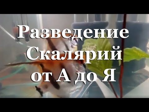 Видео: Разведение Скалярий от А до Я, выращивание малька: 90 дней за 30 минут с пояснениями и нюансами