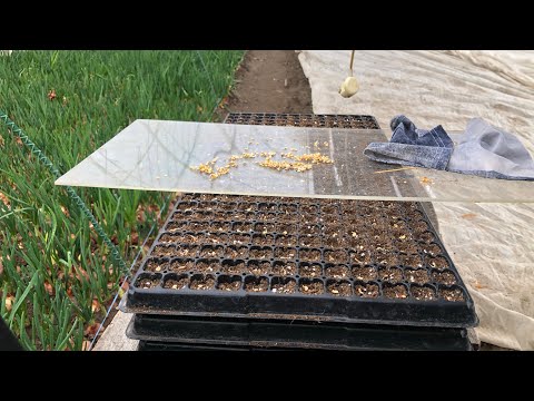Видео: Не займайтеся дурницями, я зроблю це за вас, гіркий перець для Смаколика. #теплиця #farming