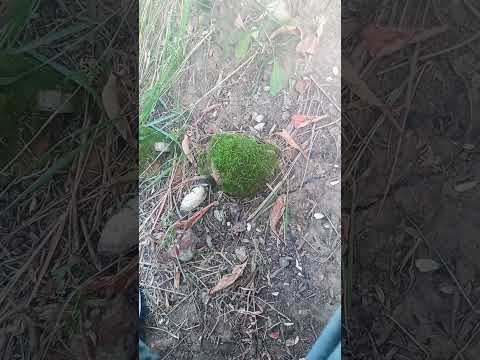 Видео: И всё таки про прошлую жизнь... Поподробнее