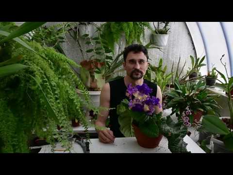Видео: Пересадка стрептокарпусов с удалением старых листьев и старой части шейки розетки.