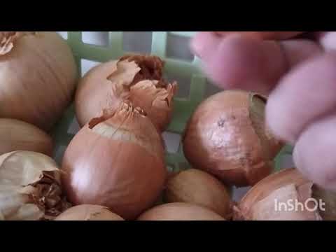 Видео: Сорта лука сезона 2025г. "Прибираю" урожай 