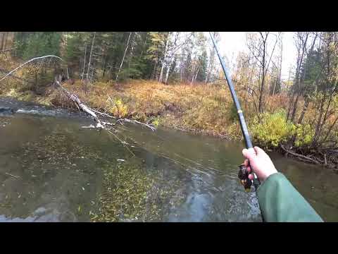 Видео: Осенний Жор Хариуса/ Мощные  Поклёвки КРУПНОГО ХАРИУСА/ Рука Устала Тягать Кабанов/ Дикая Рыбалка!!!