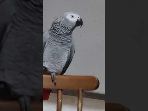 Видео: Маленькому хулигану нужна похвала и одобрение