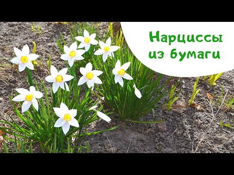 Видео: Нарциссы из гофрированной бумаги / Мастер-класс цветы из бумаги / DIY paper flowers narcissus