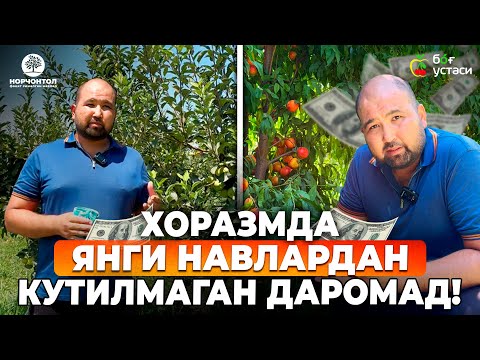 Видео: БОҒ РИВОЖИДА ХОРАЗМНИНГ ЯНГИ ТАЖРИБАСИ! | ШУҲРАТ АБРОРОВ #shuhratabrorov #shaftoli #olma #yangi #uzb