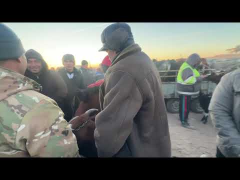 Видео: 6 ноября 2025 г. Хоразм кораколпок бостон мол бозори она бола сигир нархлари