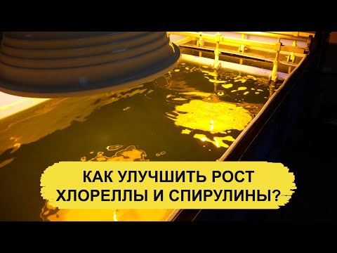 Видео: КАК УЛУЧШИТЬ РОСТ ХЛОРЕЛЛЫ И СПИРУЛИНЫ?
