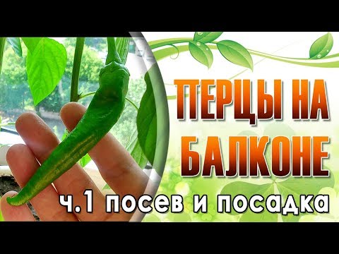 Видео: Перцы на балконе ч.1