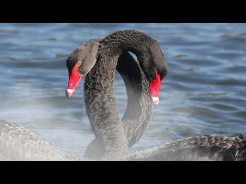 Видео: Пикник| Там На самом на краю Земли...