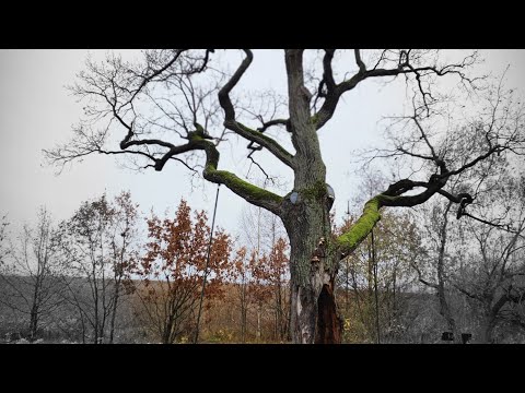 Видео: Шалаш Ленина, крутой маршрут рядом с Петербургом