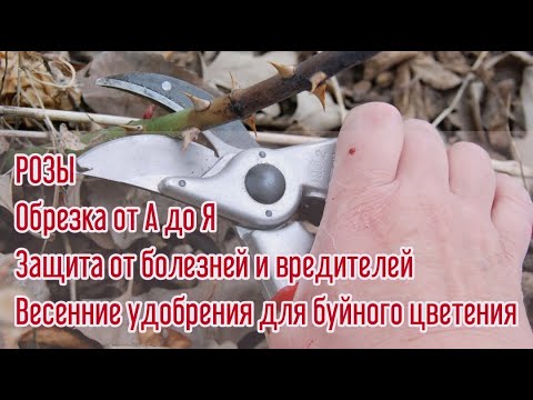 Видео: ИМЕННО ТАК НАДО ОБРЕЗАТЬ #РОЗЫ ВЕСНОЙ. ВСЕ СОРТОТИПЫ В ОДНОМ ВИДЕО.