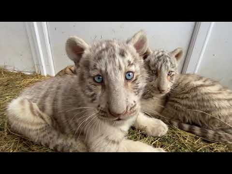 Видео: Снова зашла ПОИГРАТЬ С ТИГРЯТАМИ ! Доброе утро ,друзья !