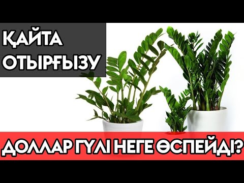 Видео: ДОЛЛАР ГҮЛІН ОТЫРҒЫЗУ