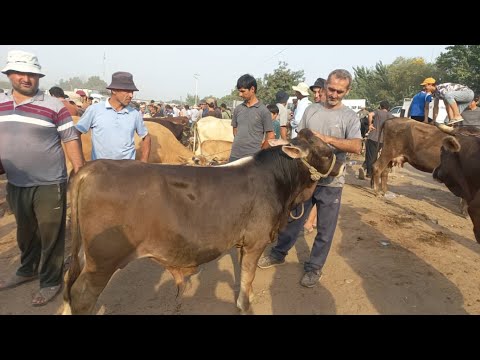 Видео: МОЛБОЗОРИ КУМСАНГИР КАМУНИЗММ НАРХУ НАВОИ МОЛҲОИ ФУРӮШИ МАРҲАМАТ ТАМОШОИ БАРҲАВО ДӮСТОН 
