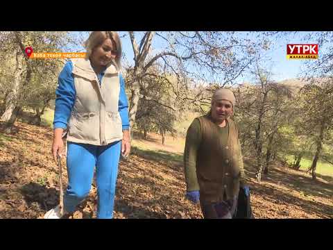 Видео: Биздин регион: Каба токой чарбасы