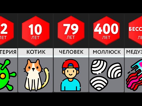 Видео: Сравнение: Время Жизни Животных