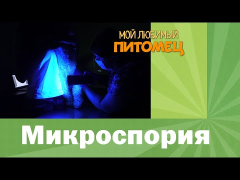 Видео: МИКРОСПОРИЯ: как диагностировать, терапия, дезинфекция помещения, случаи самоисцеления