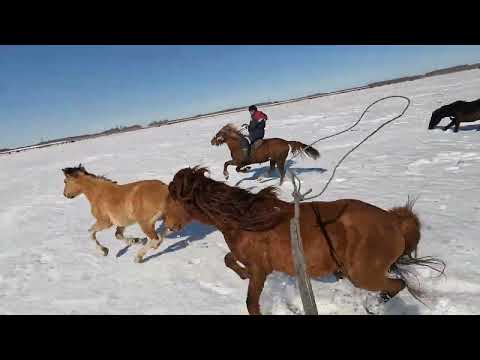 Видео: поимка жеребца. қашаған айғырды ұстау