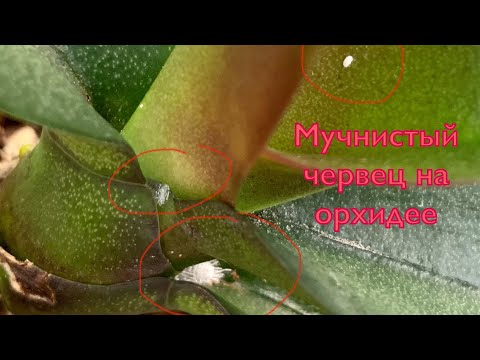 Видео: Мучнистый червец на ОРХИДЕЕ. ЧТО  делать!