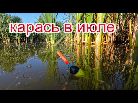 Видео: РЫБАЛКА НА КАРАСЯ В ИЮЛЕ. Как клюёт в это время года.