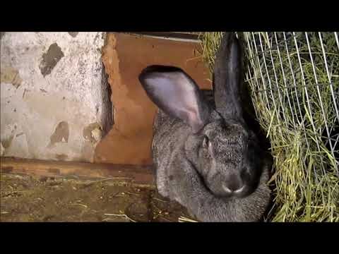 Видео: Кролик Шиншилла (Советская шиншилла)/ Обзор породы от и до. / Взвешивание кролика 10 месяцев