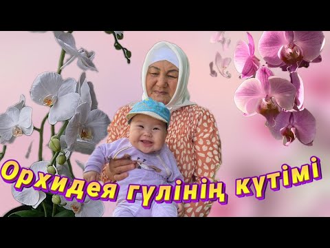 Видео: Орхидея гүлінің күтімі. Гулдер кутими
