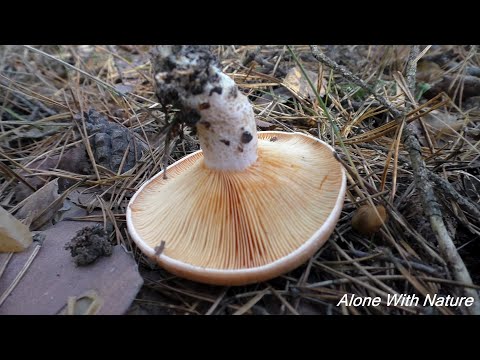 Видео: Кто куда а мы за рыжиками,за царскими грибами,моринуем на зиму)))