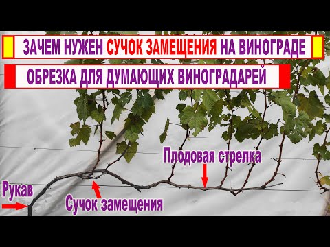 Видео: 🍇 Как работает СУЧОК ЗАМЕЩЕНИЯ на винограде. Почему НИКТО НЕ ПОКАЗЫВАЕТ такую КЛАССИЧЕСКУЮ обрезку.