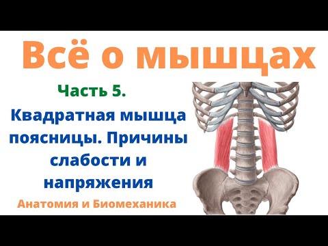 Видео: Всё о мышцах. Часть 5. Квадратная мышца поясницы - причины слабости и напряжения.