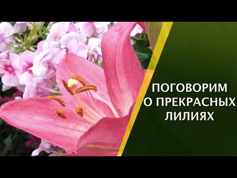 Видео: ВСЕ О ЛИЛИЯХ: СОРТА, ПОСАДКА,ОБРАБОТКА И УХОД!