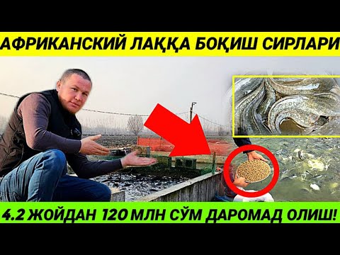 Видео: 3га4 ЖОЙДАН 120 МЛН ДАРОМАТ ОЛИШ СИРИ АФРИКАНСКИ ЛАККА 5-fevral, 2025