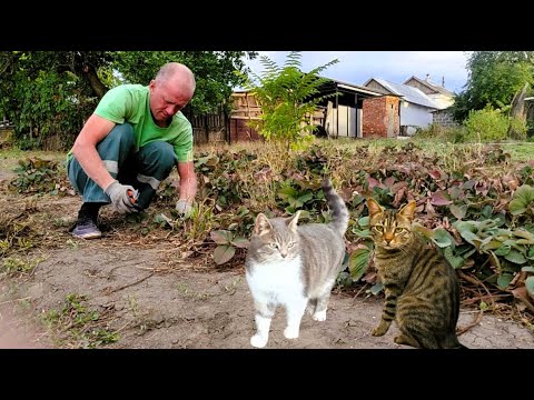 Видео: Огород с кошачьей помощью.