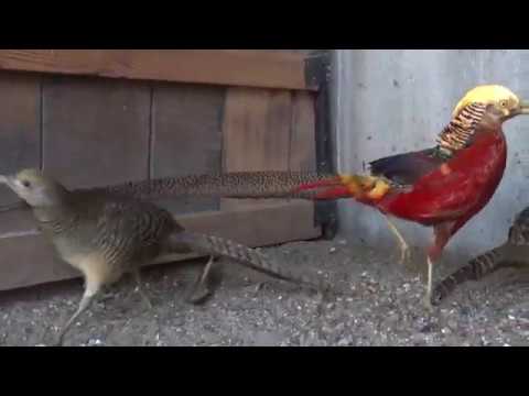 Видео: Птичий двор. Разведение фазанов.