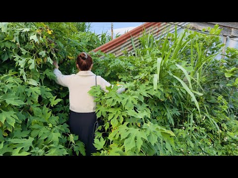 Видео: Успешная Женщина Вернулась Домой После Многих Лет за Границей — Но К Ее Дому Не Было Прохода