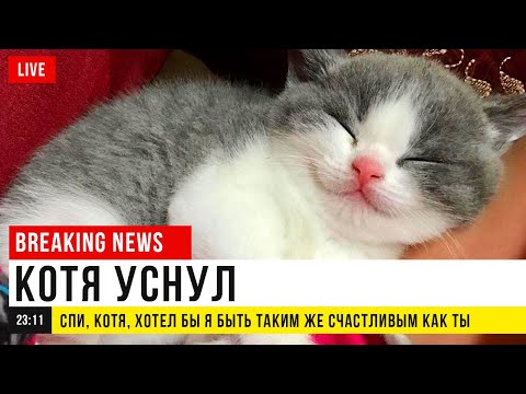 Видео: Приколы с котами. СРОЧНЫЕ КОТОНОВОСТИ | Мемозг #404
