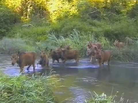 Видео: Лось-домашнее животное. Костромская лосеферма. часть3. Лето.