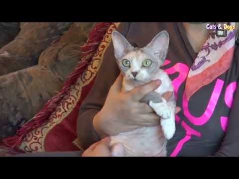 Видео: Cats&DogsTV - УДИВИТЕЛЬНЫЙ МИР КОШЕК - ДЕВОН РЕКС / DEVON REX CATS