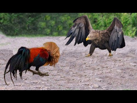 Видео: Этот Орел Был Обречен. Удивительные Моменты Нападений Орла Снятые на Камеру...