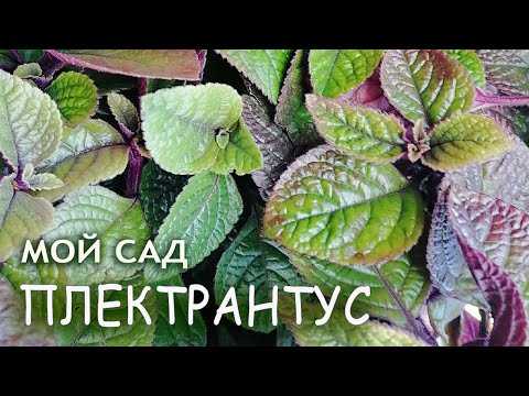 Видео: ПЛЕКТРАНТУС реснитчатый МЯТА комнатная ШИШКОЙ проверяем влажность воздуха!