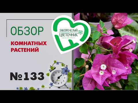 Видео: Обзор растений: фикусы, сенсация, глоксинии, редкий сингониум и другие комнатные растения №133