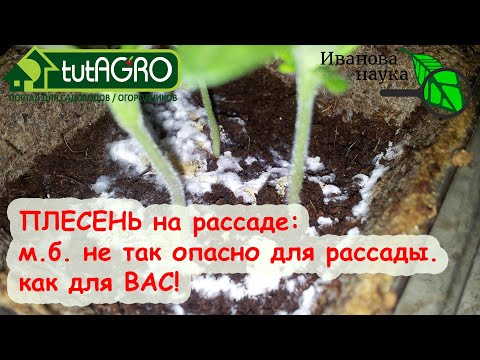Видео: ОБЕЗВРЕДИТЬ ПЛЕСЕНЬ на рассаде! Может быть опаснее для ВАС, чем для РАСТЕНИЙ.