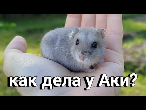 Видео: КАК ДЕЛА У АКИ? | УЛУЧШАЮ УСЛОВИЯ! | хомуся life♡